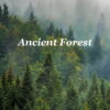 Ancient Forest Main